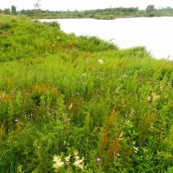Grimsargh Wetlands Invertebrate Recording Day