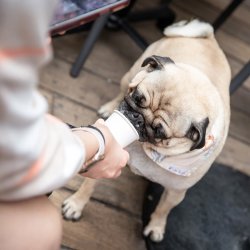 Pug Cafe - Surrey