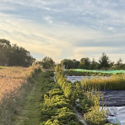 Volunteering Sessions at Laurelbank Farm - 2026