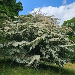 IDS Trees and Shrubs Online: The Diversity of Dogwoods - A Study Day on Cornus