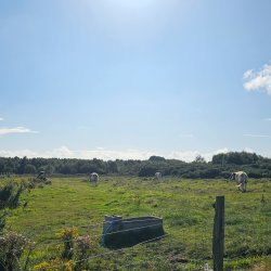 Freshfield Dune Heath Invertebrate Recording Day