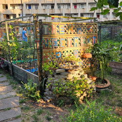 RtG Drop-In Open Garden Session 4: Cranbrook Community Food Garden