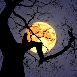 The Full Moon Energy Reset | Online Reiki
