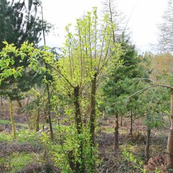 Visit to Norbury Park Estate - with Dr Jo Bradwell
