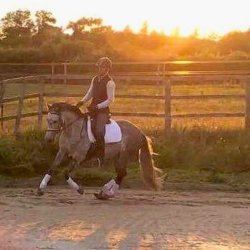 Classical Dressage Clinic with Mike Aylmore @ Brook Stud, Wilts