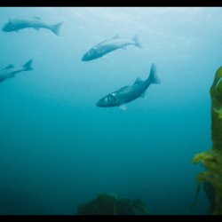 Ocean Peek Port Erin (Wildlife Watch)