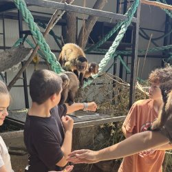 Capuchin Monkey Encounter
