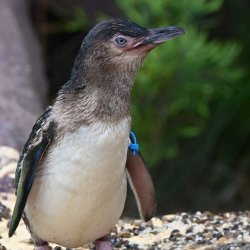 Penguin Encounter