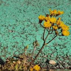 Peer Support session 'See. Be. Photograph' -  mindful photography explorations with artist Sam Pharoah