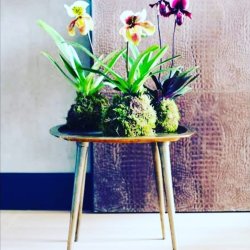Image of 3 kokedama plants displayed on a coffee table