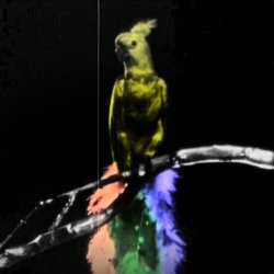 SineUna: Ibong Adarna