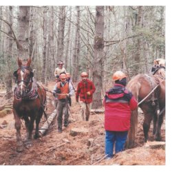 2026 Forest Tour Series: MOFGA's Unity Woodlot