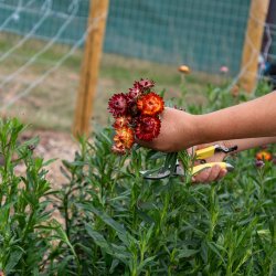 Create a dried flower bunting