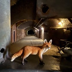 Identifying fox in brick tunnel with monitoring equipmentA fox walking through a brick-lined underground tunnel at night, illuminated by overhead lights. The tunnel stretches into the distance.