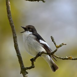 The Value of Birdsong: How Biodiversity Shapes Health, Wellbeing and Decisions about Nature