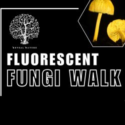 Fluorescent Fungi on the Farm 2