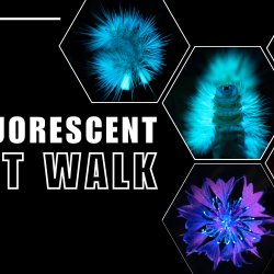 Biofluorescent Night Walk Whitlingham