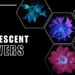 Fluorescent Flowers Eves Hill Farm