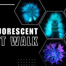 Biofluorescent Night Walk Eves Hill Farm
