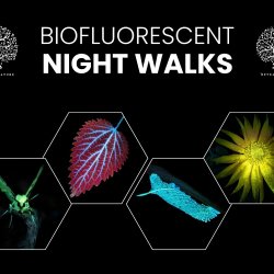 Biofluorescent Night Walk Mousehold 4