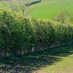 Hedgelaying on farms
