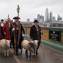 Masters and sheriffs walking sheep across Southwark Bridge.