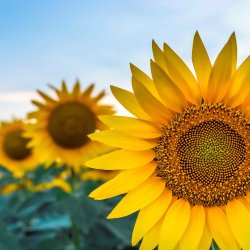 Sunflower Days August 2026