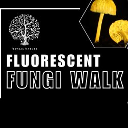 Fluorescent Fungi Mousehold Heath 3