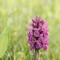 Riserva Naturale Paluaccio di Oga