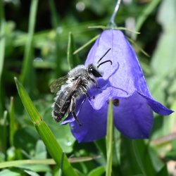 Introduction to Nature Writing Workshop with Nic Wilson and Sue Stuart-Smith