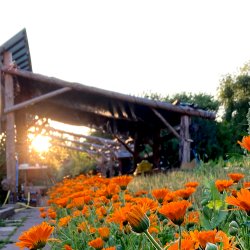 A view of the Market Garden showing flowers and the fading sunlight
