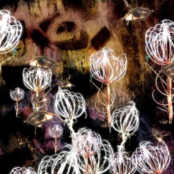 Butterfleyes from the scrollbook© Caroline Beavon, 2026