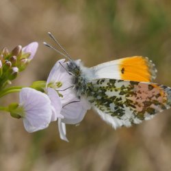 Hope In Action: The State of Nature at Heal Somerset