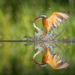 Finanza, imprese e istituzioni: nature strategy e uso sostenibile dell'acqua | 2026