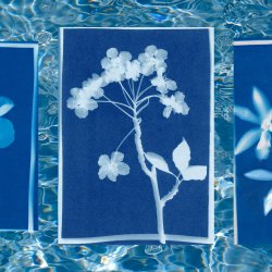 Art Class Pool Pass at the Wayback: Cyanotypes [JULY]