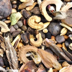Nature-based sessions for women: Seedy social