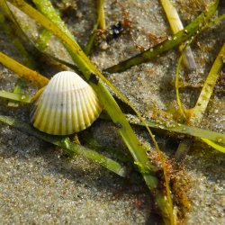 Cockle shell and seagrass on sand