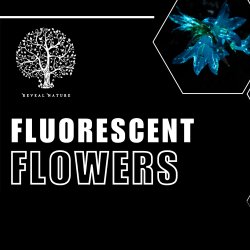 Fluorescent Flowers on the Farm 4