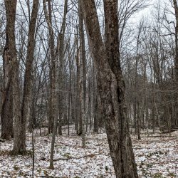 Guided Winter Mindfulness Hike