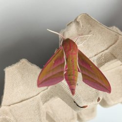 Morning with Moths
