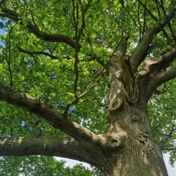 The Oak Tree - History, Science, Folklore