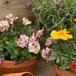 Summer Holiday Kids Activity ‘Make a Mini Pollinator Pot’