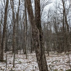Fall to Winter Forests
