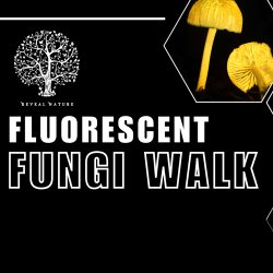 Fluorescent Fungi Mousehold Heath 4