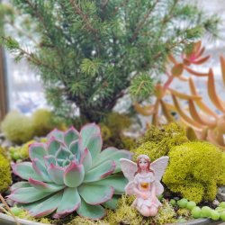 Fairy Garden