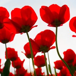 Southport Branch Remembrance Dinner 2026