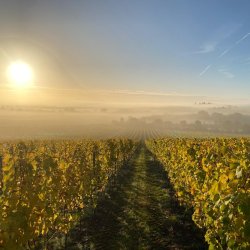 From Vine to Wine - DATE TBC