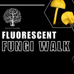 Fluorescent Fungi Mousehold Heath 2