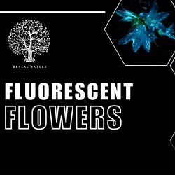 Fluorescent Flowers on the Farm 3