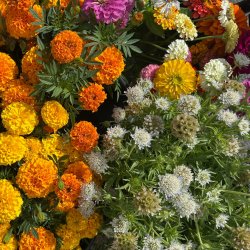 Summer Blooms Floral Arranging Class